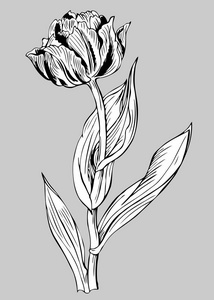 郁金香的轮廓黑白图画图片