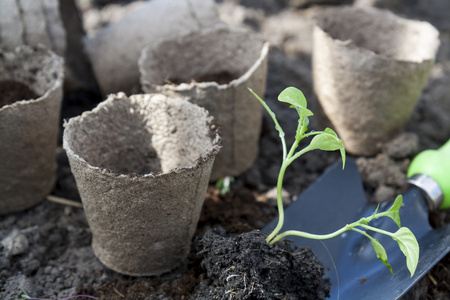 土壤背景下泥炭盆栽辣椒幼苗的种植