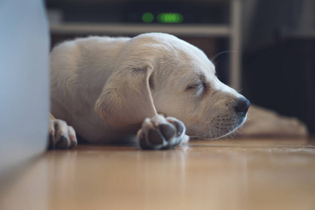 年轻可爱的白色拉布拉多猎犬犬狗与漂亮的脸户外