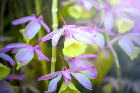 兰花花和绿叶背景与在花园里的阳光