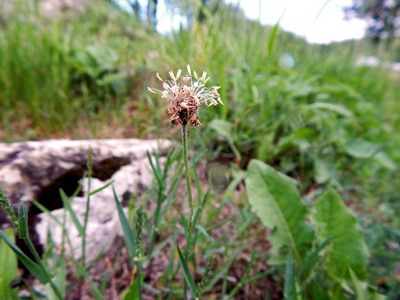 明亮的夏天多彩多姿的花