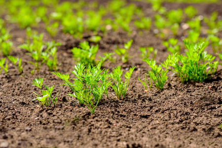 小青芽, 花园里的胡萝卜芽照片