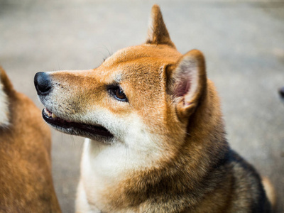 柴犬靠拢的侧脸图片