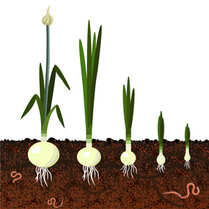 地下芽植物占一种球茎植物生长照片