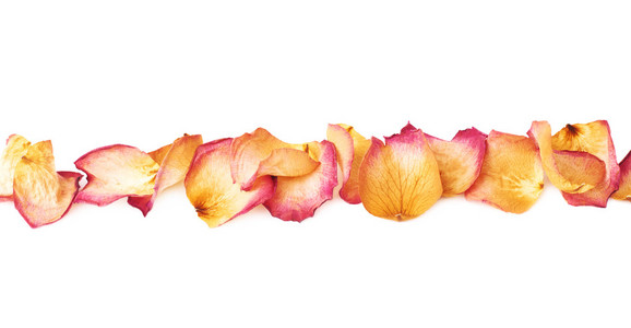 线作的粉红色玫瑰花瓣浪漫的组成在白色的背景