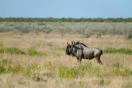 纳米比亚 Etosha 国家公园景观中的羚羊