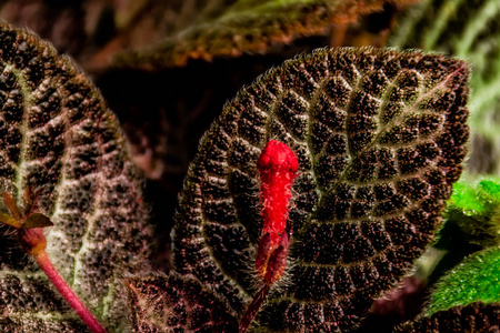 Episcia cupreata 钩Hanst 花园