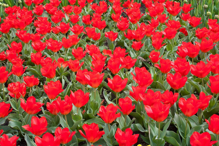 红色的郁金香在春天