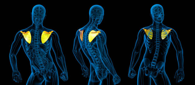 3d. 人体肩胛骨骨的医学图示