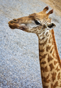 在动物园里的长颈鹿动物