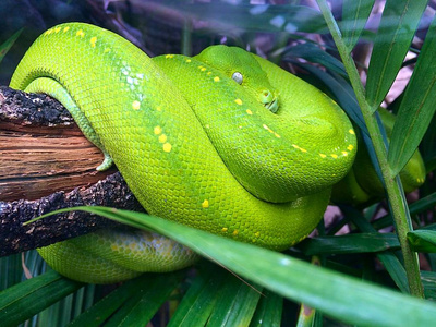 在动物园里的树枝上的绿蛇