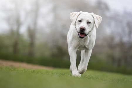 年轻可爱的白色拉布拉多猎犬犬狗与漂亮的脸户外