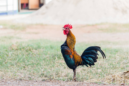 公鸡的啼叫声对自然背景照片