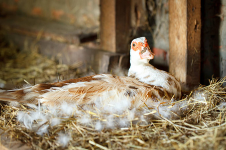 鸭养殖传统家禽养殖场的麝香鸭照片