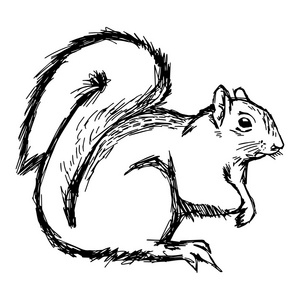 狡猾的松鼠插画矢量手绘涂鸦上 wh 孤立的松鼠照片