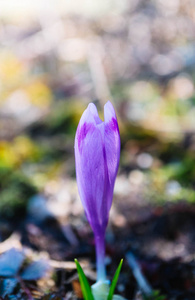 番红花鲜艳的紫罗兰花, 山自然。藏红花花特写, 微距观, 花园背景模糊