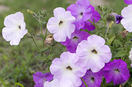 花园特写中的矮牵牛花