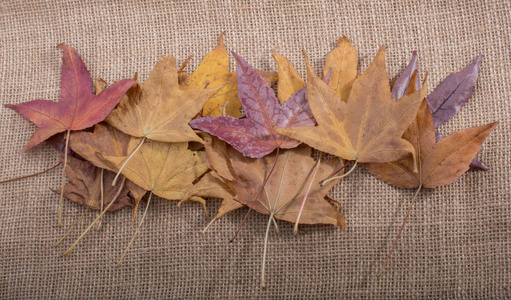 干燥的秋天季节叶子在亚麻帆布