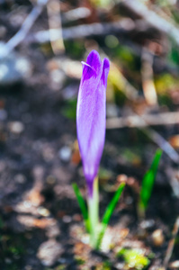 番红花鲜艳的紫罗兰花, 山自然。红花芙蓉