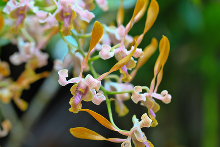 美丽的兰花花