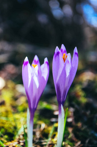 番红花鲜艳的紫罗兰花, 山自然。红花芙蓉