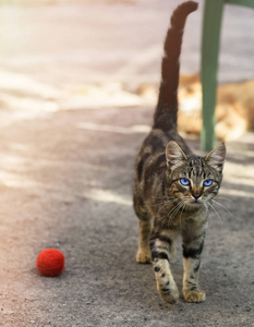 年轻的灰色条纹猫, 蓝眼睛沿着街道走在白天