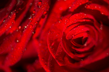 一朵玫瑰与水滴的宏观照片