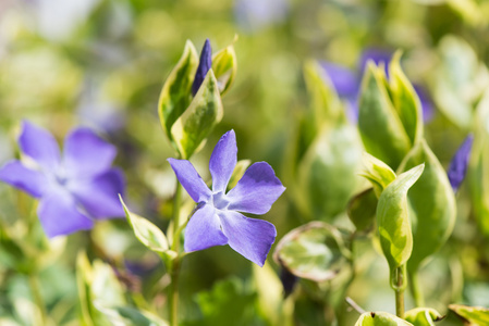 蓝色的长春花植物