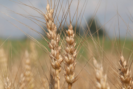 小麦子在领域特写