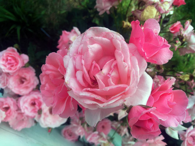 夏天, 花园里玫瑰丛上的粉红色玫瑰。夏天玫瑰灌木上的粉红色玫瑰