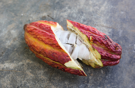 伤口裂开可可豆荚照片