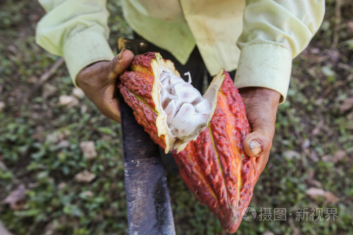 伤口裂开可可豆荚