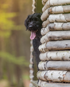 美丽的杂种狗小黑狗艾米在林中小屋