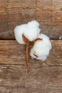 美丽的白色棉花花在质朴的老式木平奠定背景。布料柔软天然有机农场过敏概念