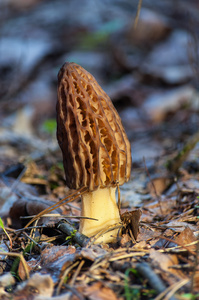 棕色羊肚菌蘑菇图片