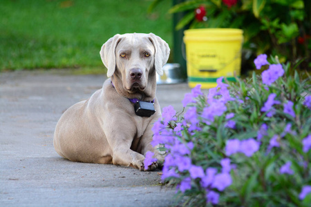 Weimaraner 女性狗在她的脖子上的教学衣领