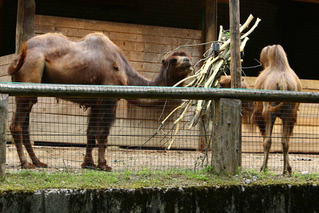 骆驼住在动物园里高高篱笆后面的笼子里。