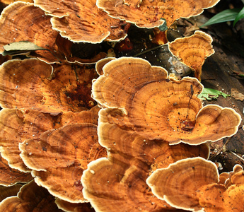 美食在森林里的蘑菇图片