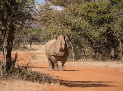 南部非洲大草原的白色犀牛横穿路