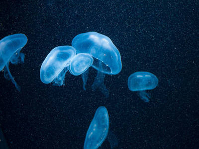 蓝灯水下宇宙水母特写