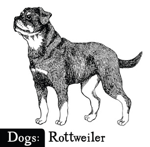 枪口罗威纳犬图片-枪口罗威纳犬素材-枪口罗威纳犬插画-摄图新视界