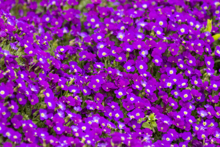 在花园里紫色的小花