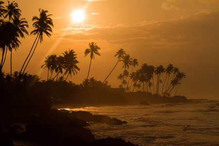 在印度洋上的日出。在棕榈树下海滩日落