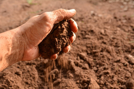 为种植手里拿着土壤的男人照片
