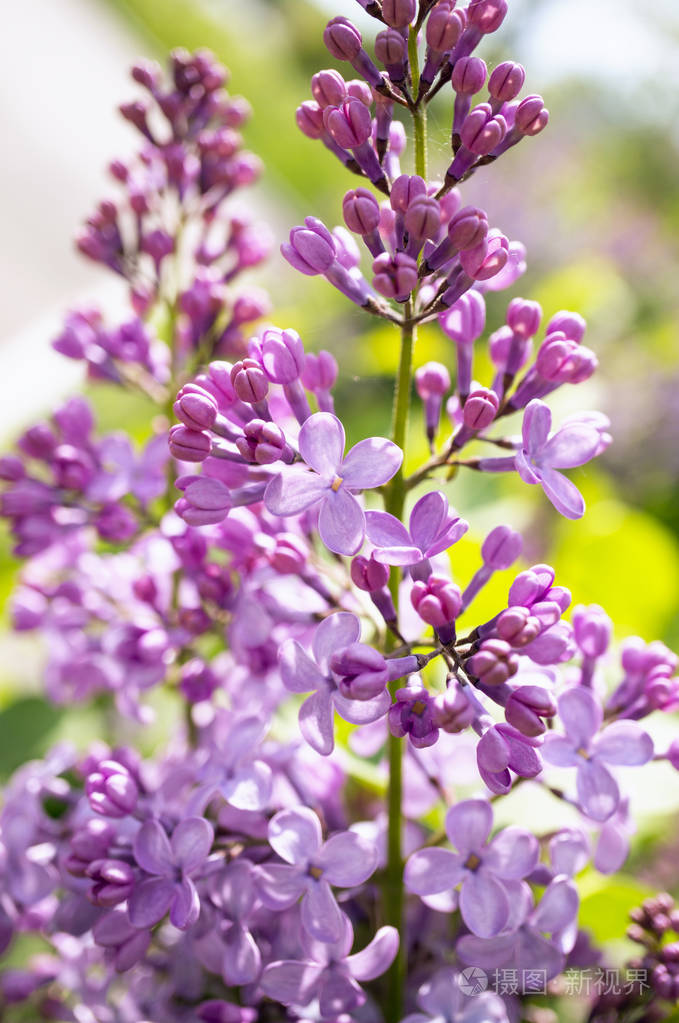 美丽的淡紫色花朵