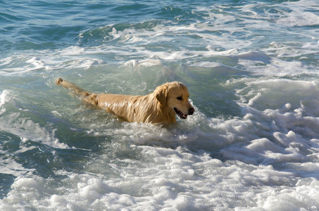 蜂蜜颜色金黄猎犬游泳, 奔跑和戏剧在波浪海