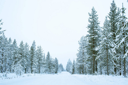 道路和松树覆盖着雪的一侧在拉普兰芬兰, 北欧, 美丽的雪冬森林景观背景