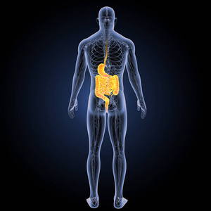 消化系统后视图
