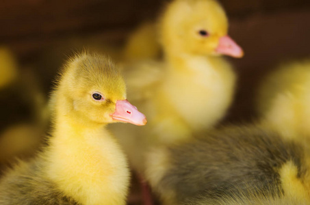 散养鹅雏鹅.自给农业照片