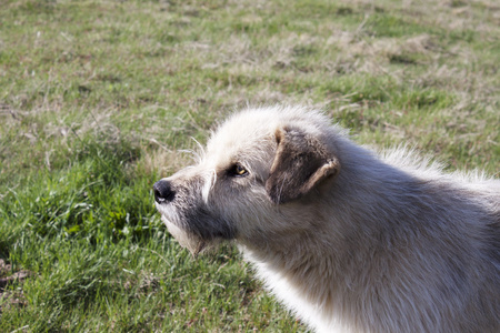 白狗坐在草地上